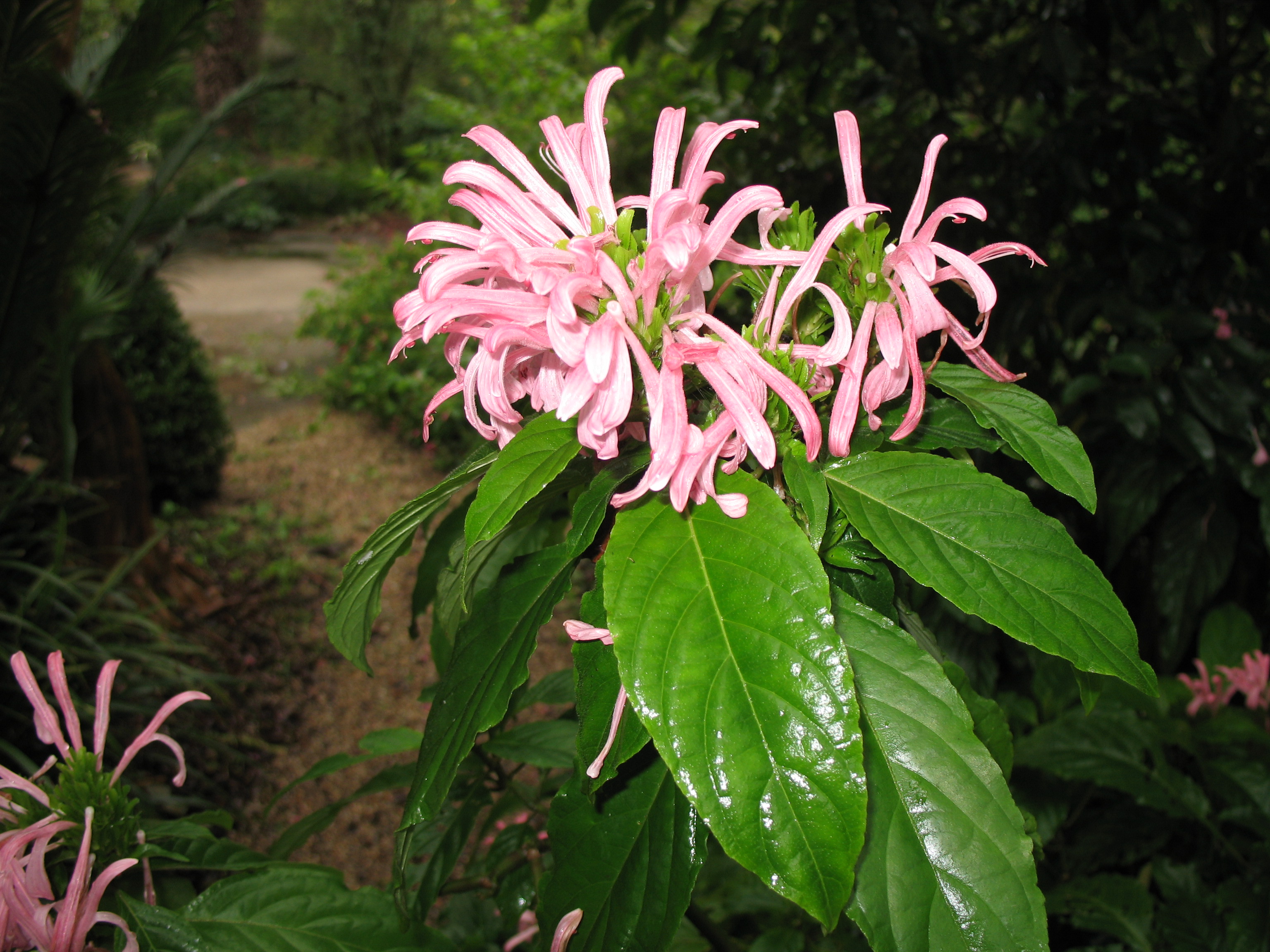 Online Plant Guide - Justicia carnea / Brazilian Plume Flower
